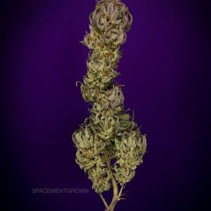 grow-with-medicgrow-smart8-spacementgrown-cutie-6.jpg