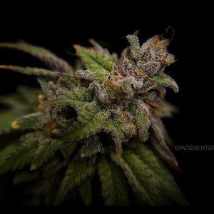 grow-with-medicgrow-smart8-spacementgrown-cutie-8.jpg