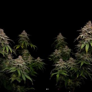 grow-with-medicgrow-smart8-spacementgrown-cutie-13.jpg