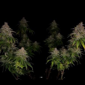 grow-with-medicgrow-smart8-spacementgrown-cutie-14.jpg