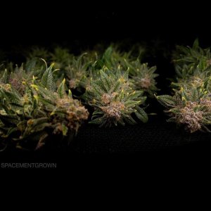 grow-with-medicgrow-smart8-spacementgrown-dry.jpg