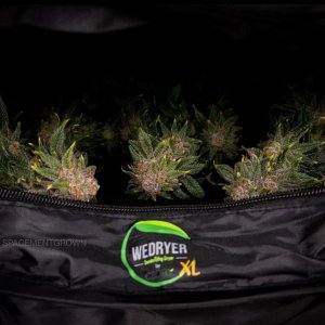 grow-with-medicgrow-smart8-spacementgrown-dry1.jpg