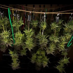 grow-with-medicgrow-smart8-spacementgrown-dry3.jpg