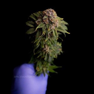 grow-with-medicgrow-smart8-spacementgrown-kiss.jpg