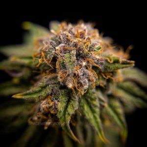 grow-with-medicgrow-smart8-spacementgrown-kiss-1.jpg