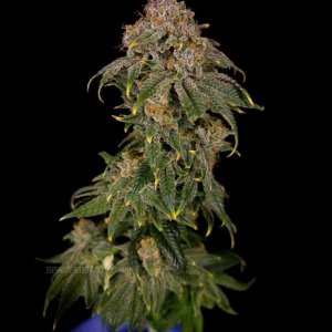 grow-with-medicgrow-smart8-spacementgrown-kiss-2.jpg