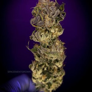 grow-with-medicgrow-smart8-spacementgrown-kiss-5.jpg