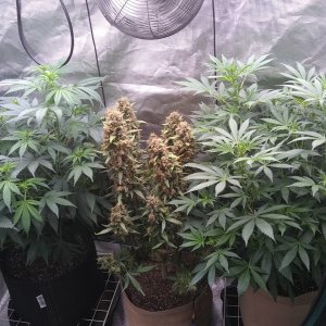 Sour Diesel (I) Blueberry Auto (m) Super Skunk (r)