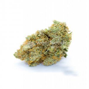 bubblegum-autoflower-seeds-bud-1000x1400xB.jpg