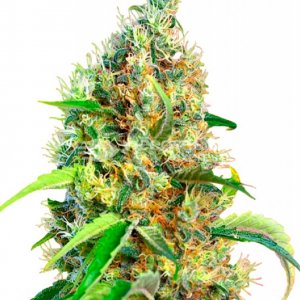 bubblegum-autoflower-seeds-plant-1000x1400xA.jpg