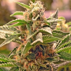 sour-diesel-bx-apeorigin-regular-weedseeds-dope.jpg