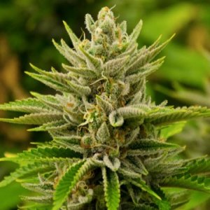 tangie-ape-origin-feminized-weedseeds-hanfsamen.jpg