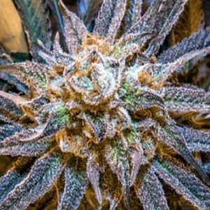 grape-ape-cannabis-seeds-female-ape-origin.jpg