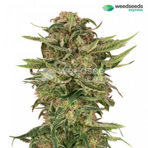 g13-autoflowering-plant.jpg