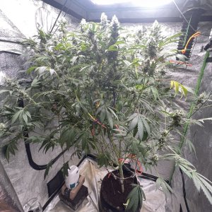 Grand Daddy Week 7 of Flower