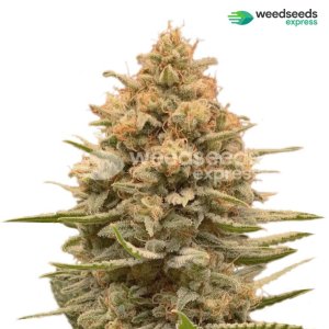 lemon-autoflowering-plant.jpg