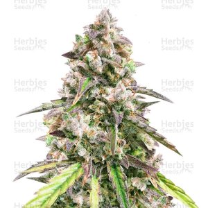 Herbies Fruit Punch Auto1.jpg