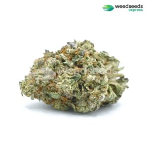 hindu-kush-feminized-bud.jpg