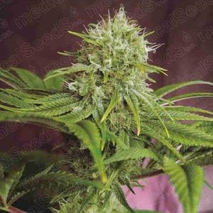 elixir-vitae-cbd-female-medical-seeds-hanfsamen.jpg