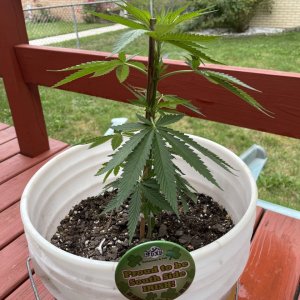 Afghani Hash Plant and Hindu Kush.jpeg