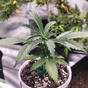 GSC Auto Seedling