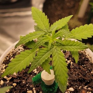 GSC Auto Seedling