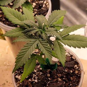 GSC Auto Seedling