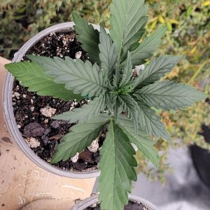 GSC Auto Seedling