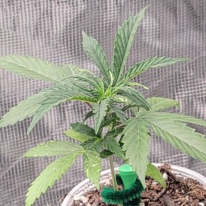 GSC Auto Seedling