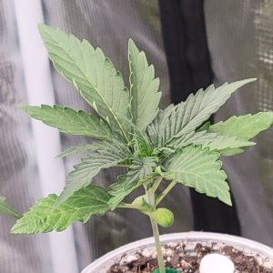 GSC Auto Seedling