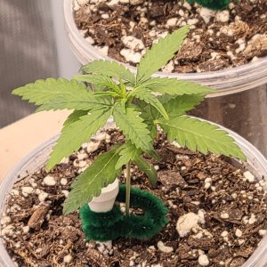 GSC Auto Seedling