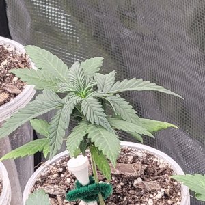 GSC Auto Seedling