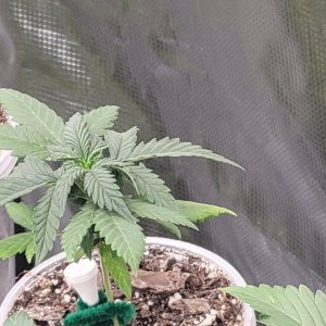 GSC Auto Seedling