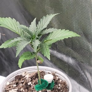 GSC Auto Seedling