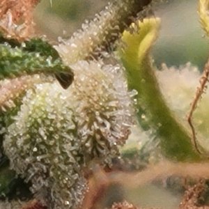 Gsc auto foxtailing trichomes