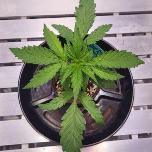 Fruit punch auto day 16_2.jpg