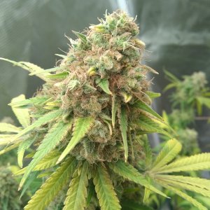 Super Skunk