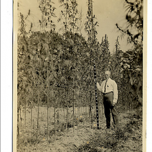 Lyster Dewey and a 4-meter-tall hemp plant at Arlington Farms