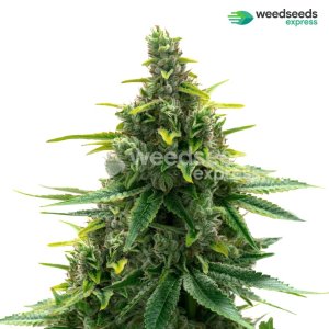 diesel-autoflowering-plant.jpg