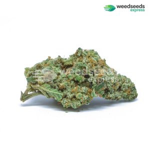 diesel-feminized-bud.jpg