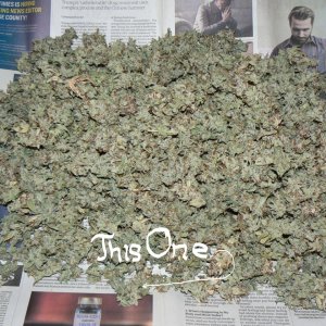 Jack Herer Auto 287 gram yield