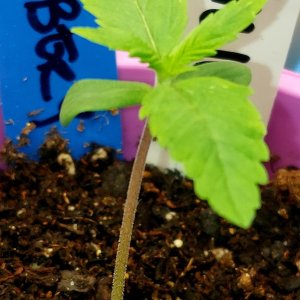 Blueberry-seedling