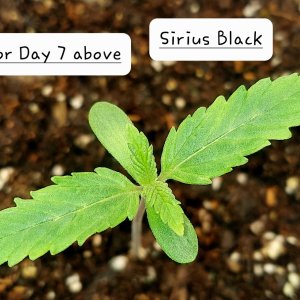 Sirius Black-Seedling