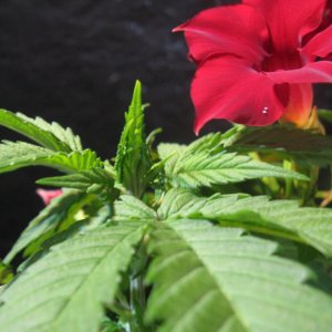 Cannabis & Mandeville plants