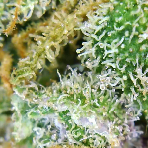 Gelato-K Trichomes