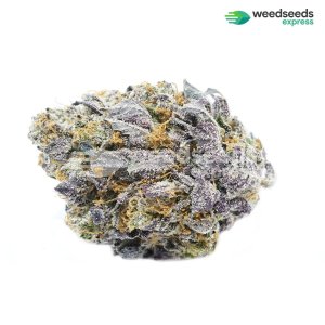 granddaddy-purple-autoflowering-bud.jpg