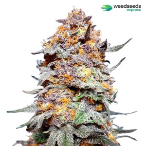 granddaddy-purple-autoflowering-plant.jpg