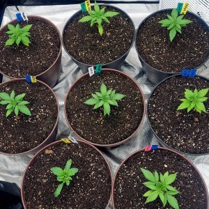 Cultiuana CT-720 Grow Journals