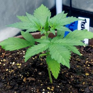 Blueberry Autoflower-Grow Journal