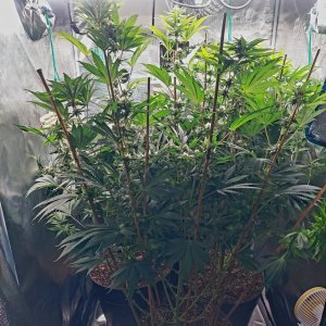 Super Silver Crack-Grow Journal